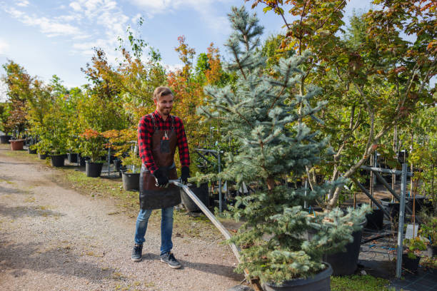 Best Tree and Shrub Care  in West Bountiful, UT